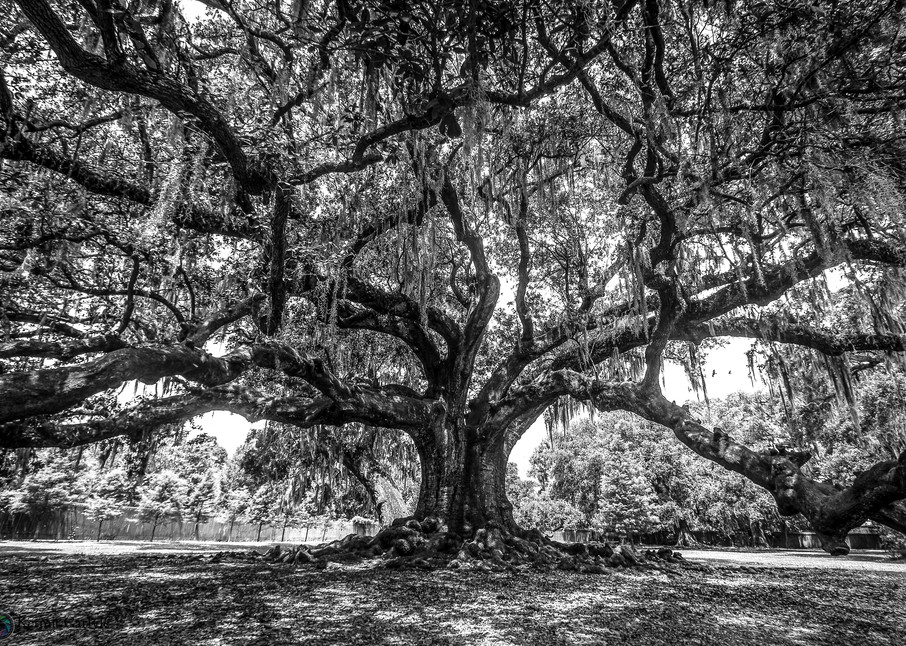 Tree Of Life B&W Photography Art | Kermit Carlyle Photography 