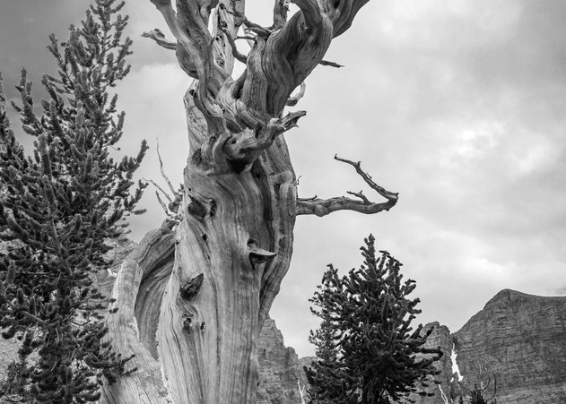 bristlecone pine ancient nevada