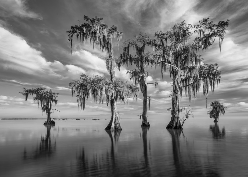 Lake Maurepas swamp black and white photography prints