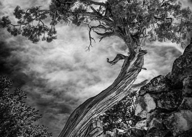 Tree of Mystery | Fine Art Black and White Photography