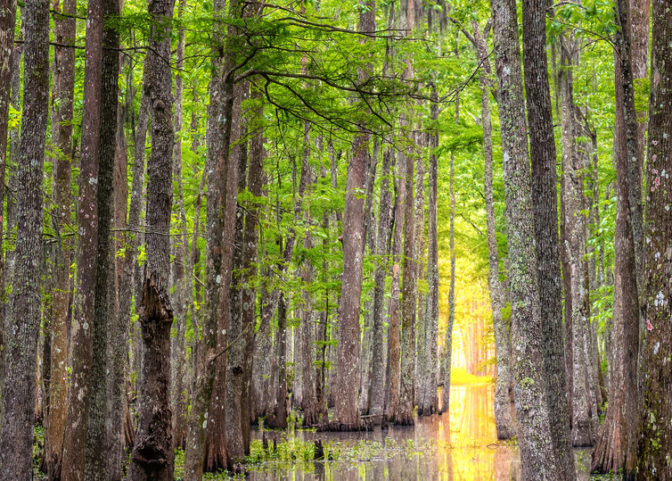 Louisiana cypress tunnel - Swamp fine-art photography prints