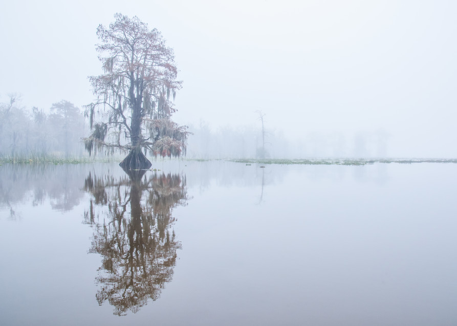 Cypress reflection swamp photography print