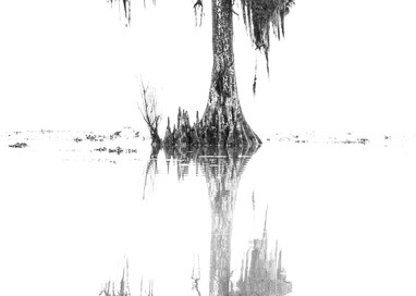 The upside down swamp photography print