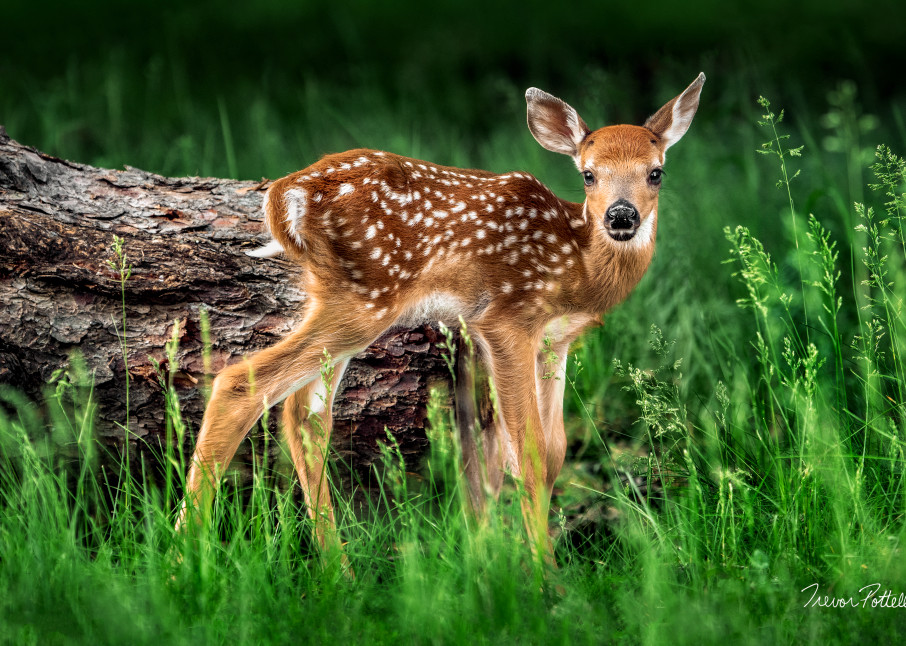 Bambi Art | Trevor Pottelberg Photography