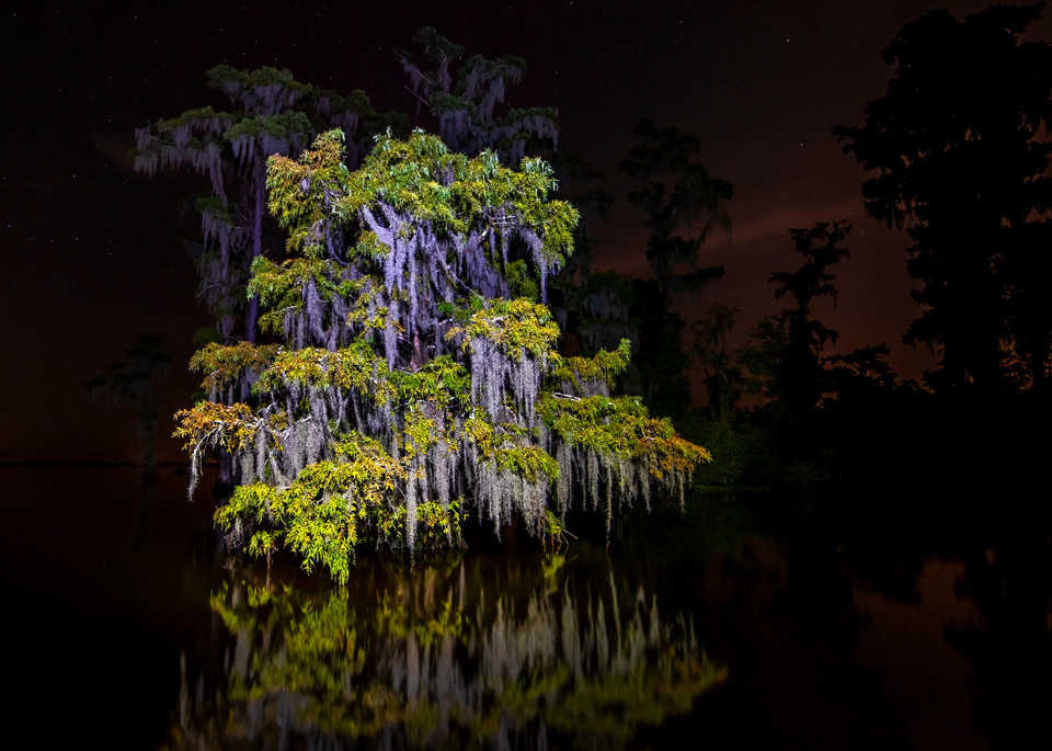 Festooned cypress tree Louisiana swamp photography