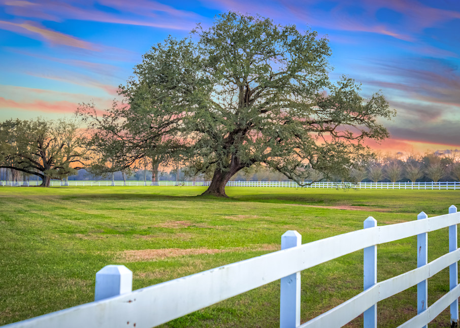 Oak Alley Signature Tree at sunset photography