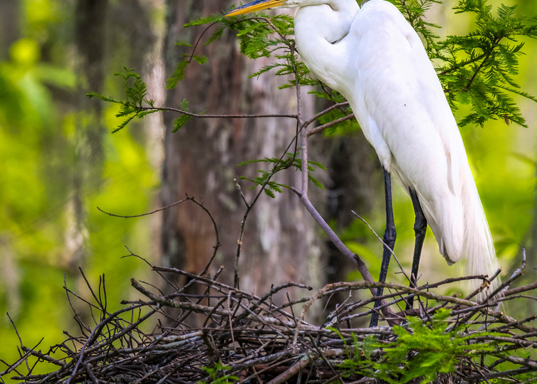 Nesting Egret bird photography