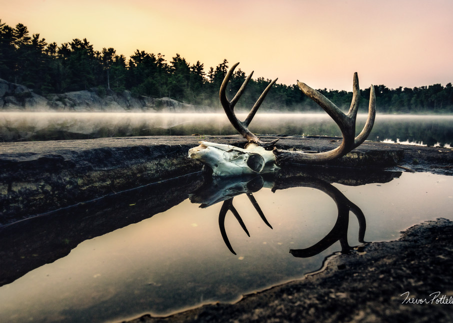 Nature Of The Beast Art | Trevor Pottelberg Photography