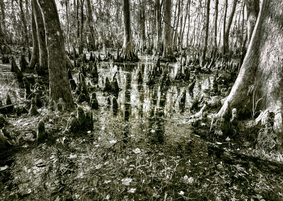 Louisiana Swamp black and white photography