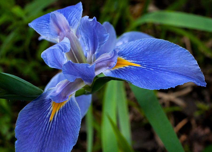 Louisiana iris flower photography