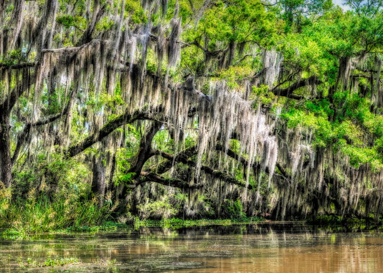 Along the Louisiana bayou photography