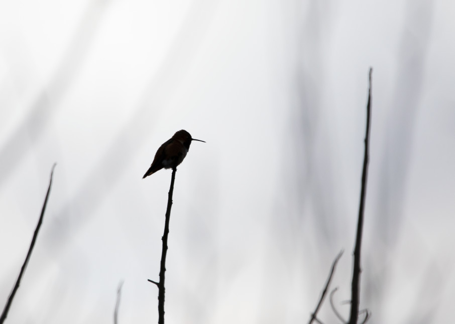 Hummingbird Silhouette Art | Leiken Photography