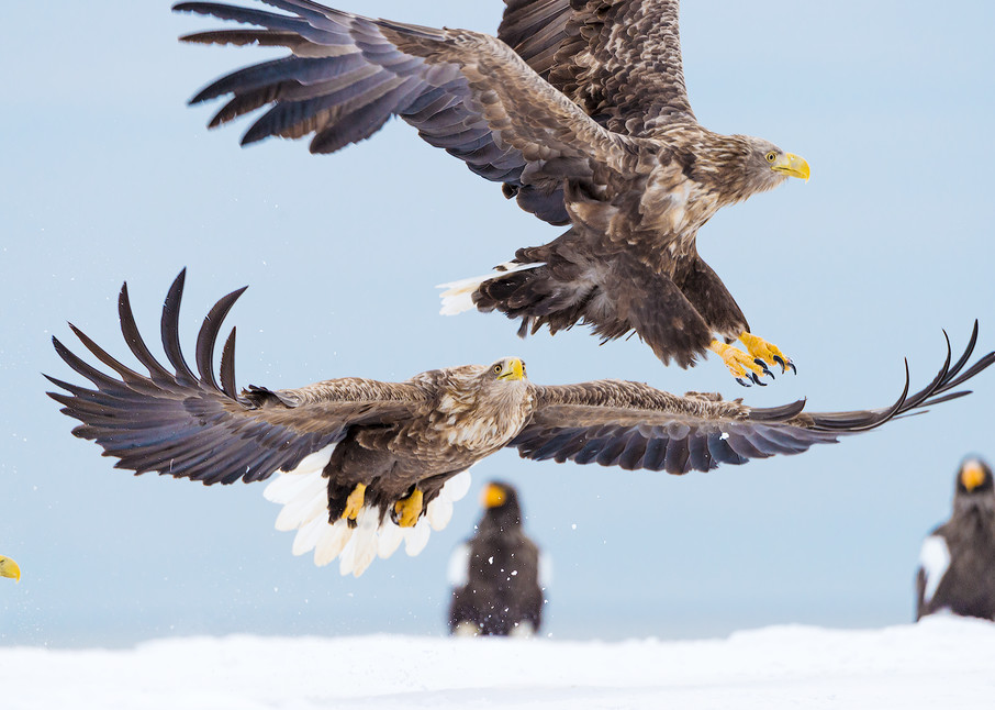 White-tailed eagles in Rausu