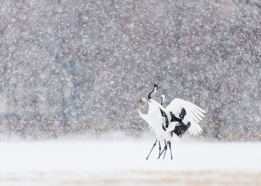 Red-crowned cranes in snow