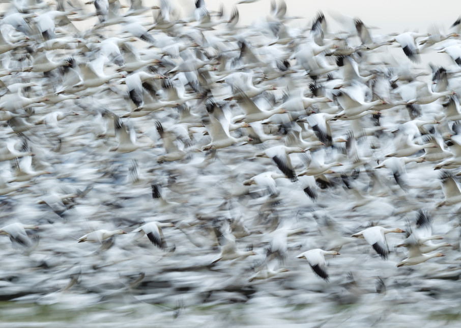 Snow Geese At Valley Road Photography Art | Seattle Digital Photography