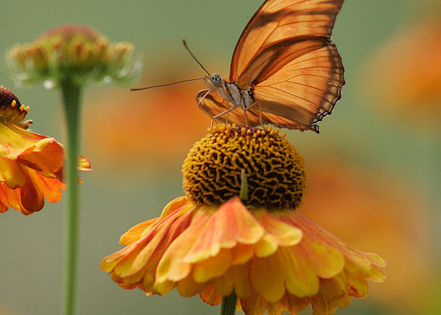 Butterfly Julia V Photo Print