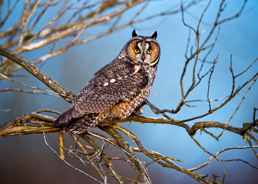 Long eared owl in Stanwood