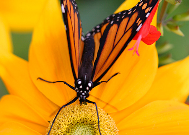 Butterfly - Monarch Photo Print