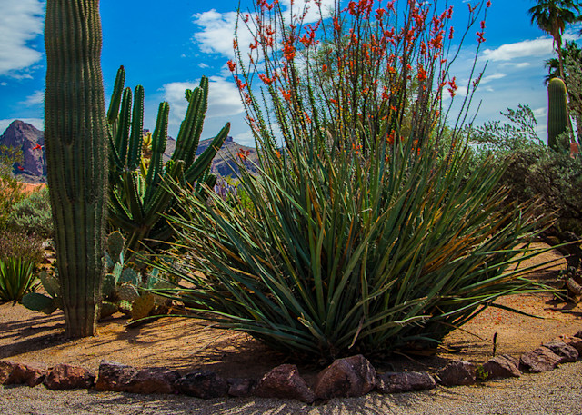 Cactus - Octillo Garden  Photo Print