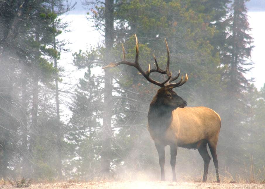 Elk Tipped Photo Print