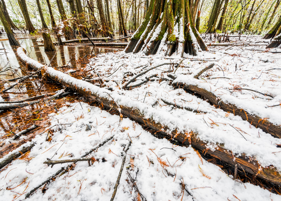 Snow daze swamp photography
