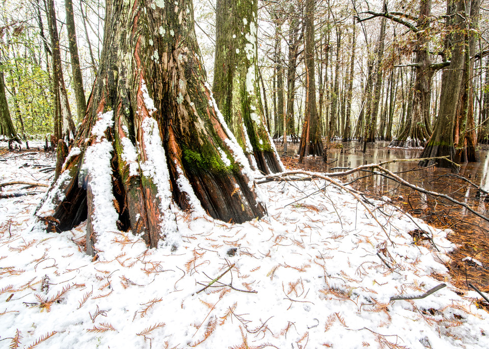 Cypress swamp snowfall