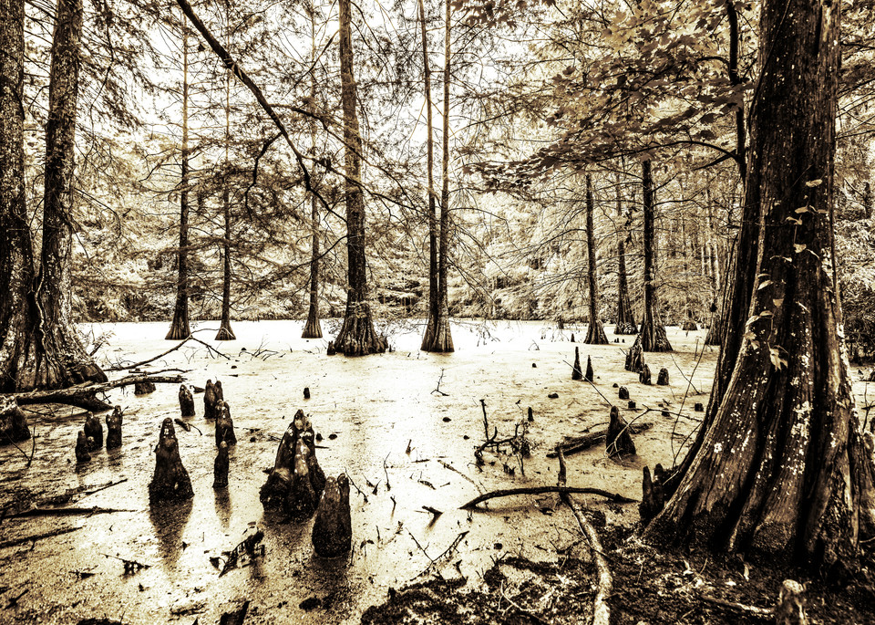 Swamp in Sepia photography pritns
