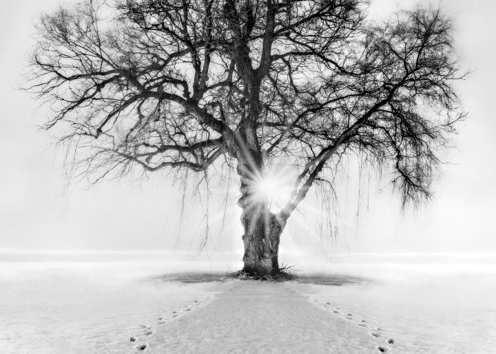 Meet Me Behind The Kissing Tree Photography Art | Trevor Pottelberg Photography