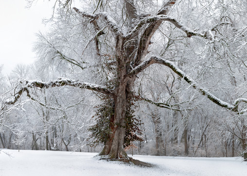 If you love trees: Grand Old Man, a color image by fine art photographer, David Zlotky