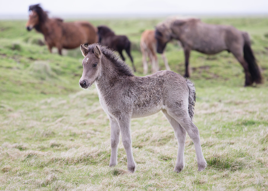 Icelandic Foal Photography Art | Sierra Luna Photography