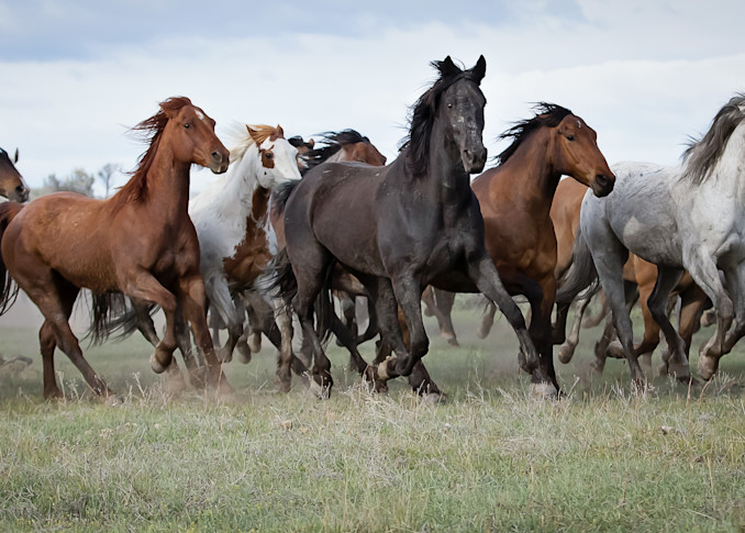 Colorado Herd Photography Art | Sierra Luna Photography