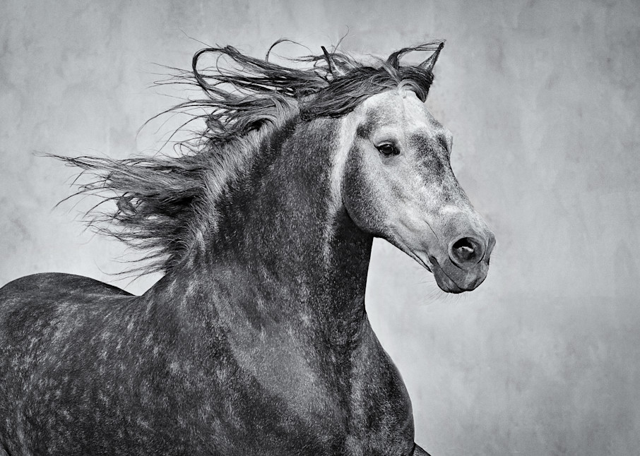 Moroccan Stallion In Profile Art | Sierra Luna Photography