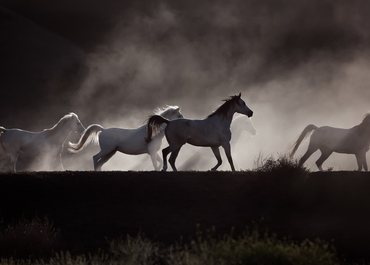 Into The Mist Art | Sierra Luna Photography