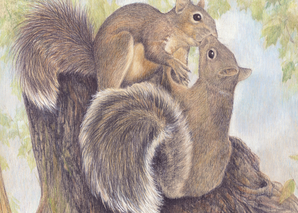 squirrels wildlife animals cute couple