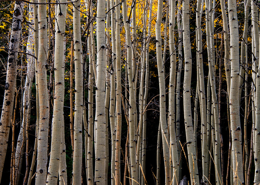 Aspen Trees Fall Lines Photo Print
