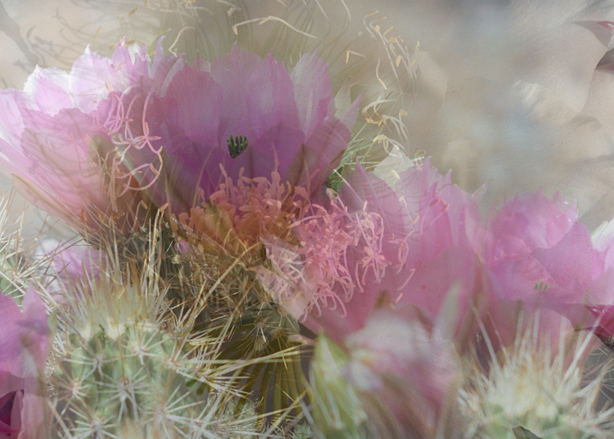 Abstract Cactus Photo Print