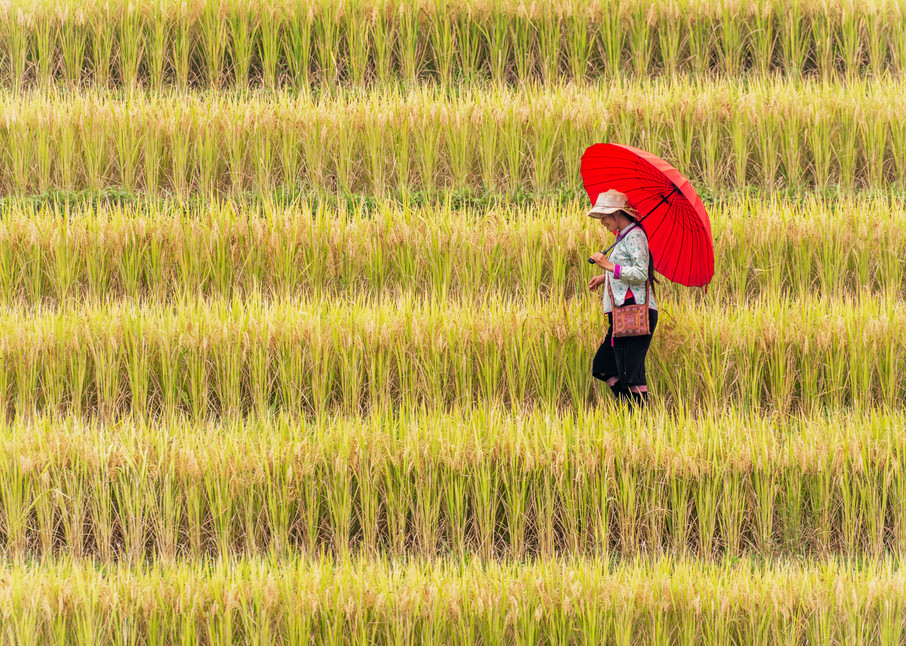 A Young Lady in Stepped Rice Field