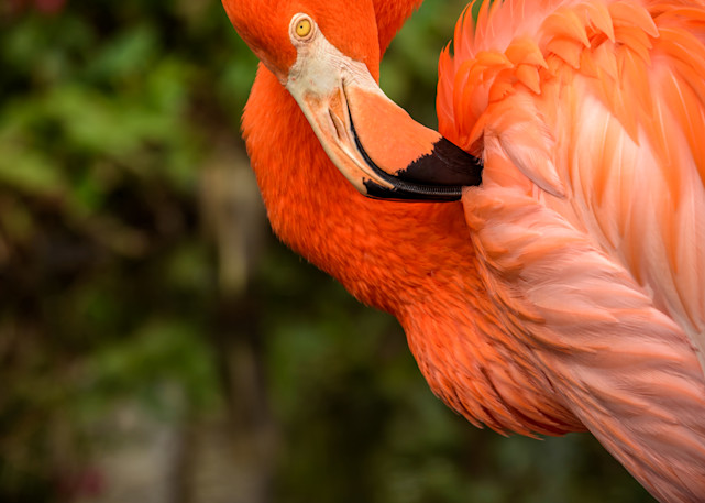 Flamingo Beauty Photography Art | Gingerich PhotoArt
