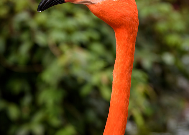 Flamingo Grandeur Photography Art | Gingerich PhotoArt