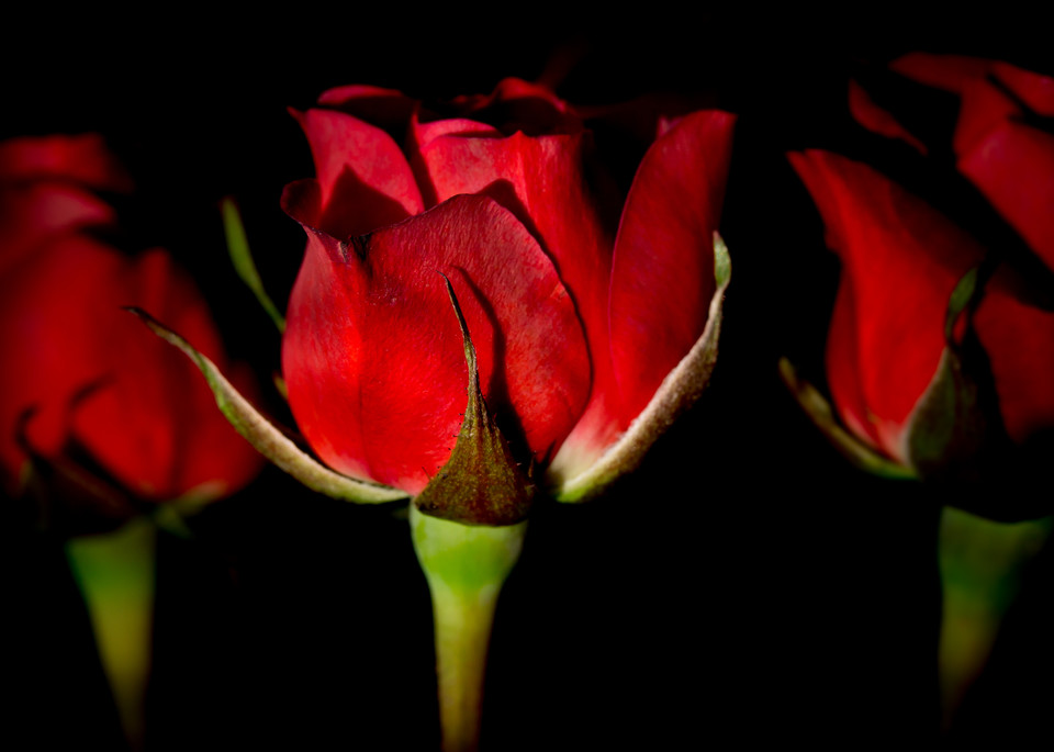 Three Roses Photography Art | Kirk Fry Photography, LLC