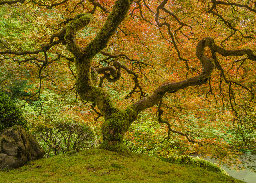 Mossy Maple Art | Jesse McLaughlin Photography