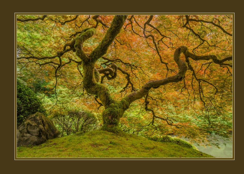 Mossy Maple With Border Art | Jesse McLaughlin Photography