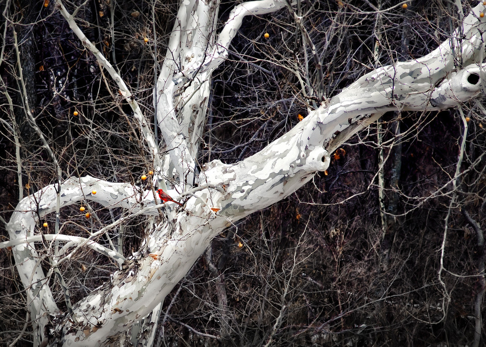If You Love Trees Collection | Cardinal and Winter's Bones. David Zlotky's color photograph of winter beauty.