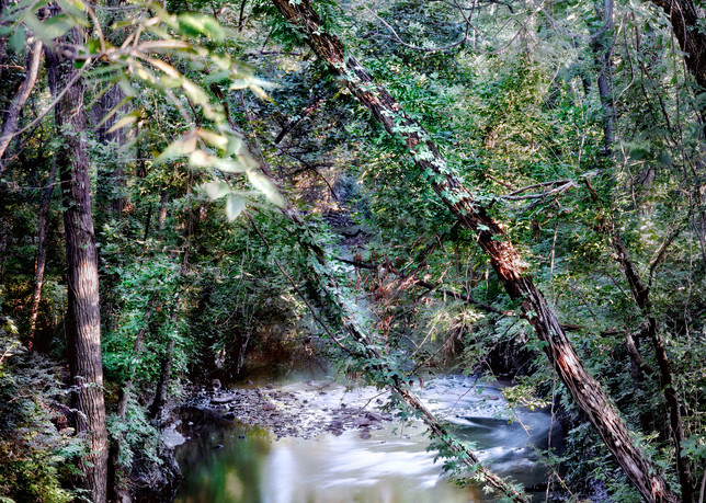 If You Love Trees Collection - color | Shunga Creek. This is a color, fine art photograph of a beautiful stream, by David Zlotky