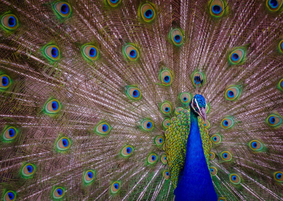 Peacock Plume Art | Jesse McLaughlin Photography