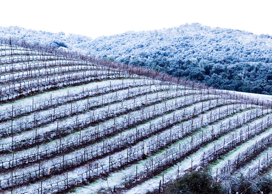 Snowy Vineyard by Josh Kimball Photography