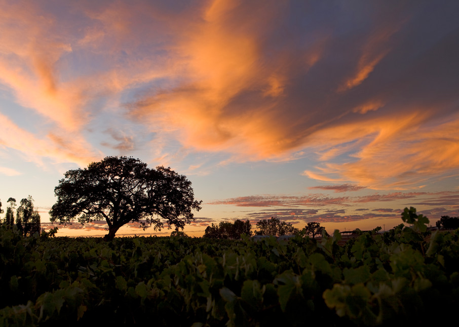 Summer Oak at Sunset by Josh Kimball Photography