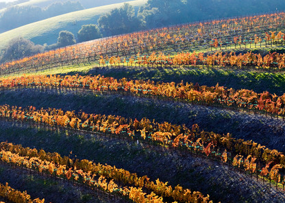 Terraced Autumn Vineyard by Josh Kimball Photography
