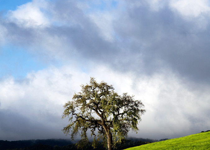 Springtime Meadow Oak by Josh Kimball Photography