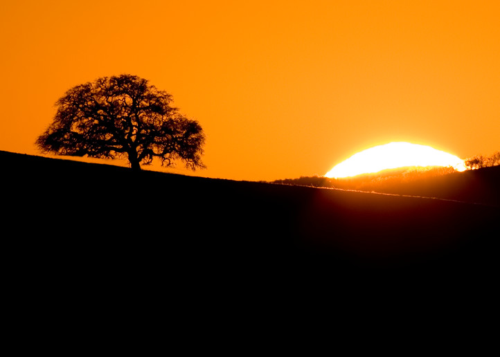 Sunset Oak by Josh Kimball Photography